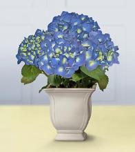 Blessings Blue Hydrangea Plant