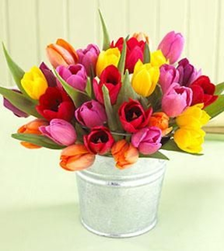 30 Tulips in Pail