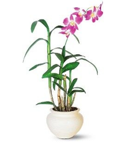 Dendrobium Orchid Pot