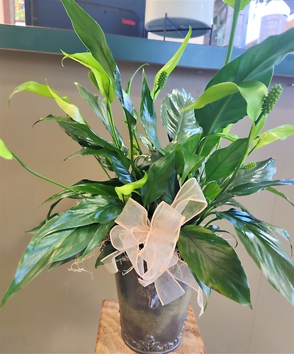Small Peace Lily