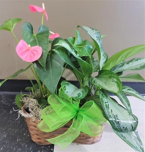 Small Anthurium Plant in a Basket