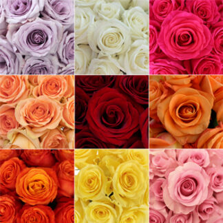 Roses For a Year