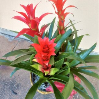 Bromeliad Garden