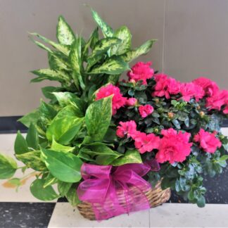 Azalea Attraction Garden Basket