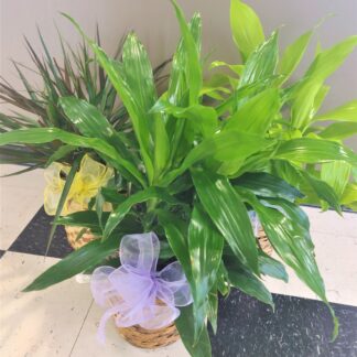 Designer's Choice Dracena Medium