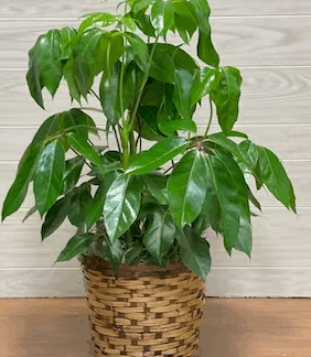 Large Schefflera Plant