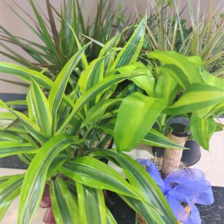 Designer's Choice Dracena Small