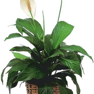 Small Peace Lily