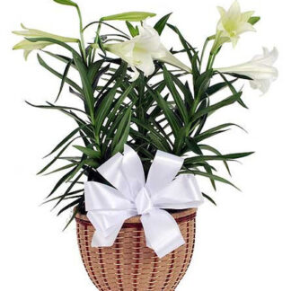 Easter Lily Triple Bloom Metal Pot