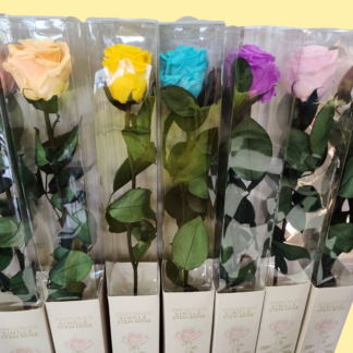 Preserved Single Rose