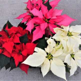 Traditional Poinsettia Choose Your Color