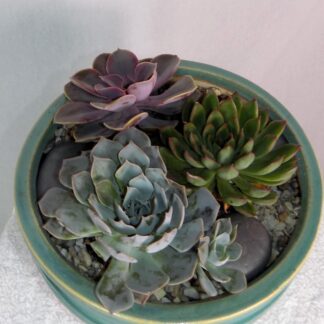 Triple Planter of Succulents