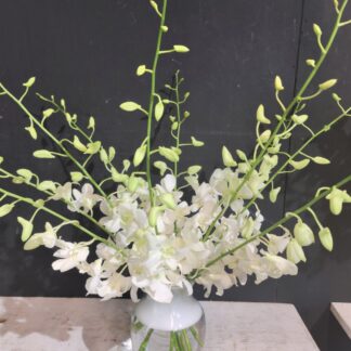 Serenity Orchids