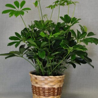 Medium Schefflera Plant