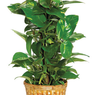 Medium Pothos Pole Ivy