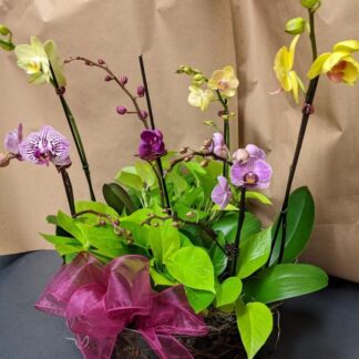 Field of Orchids