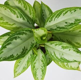 Small Chinese Evergreen