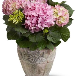 Pink Hydrangea Plant Ceramic