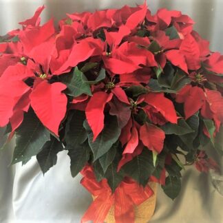 Huge Red Poinsettia