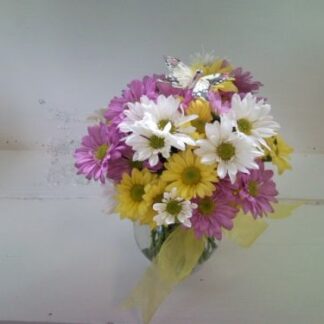Daisy a Day