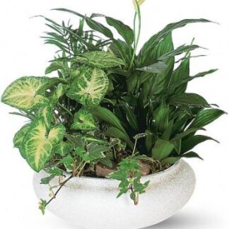 Large Dish Garden