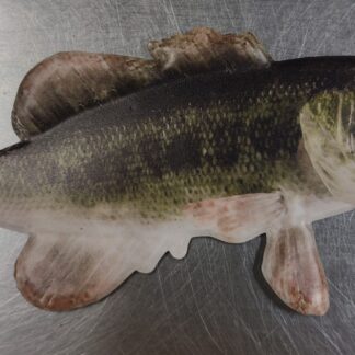 Small Mouth Bass