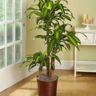 Large Corn Plant