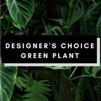 Designer Choice Green Plant Giant