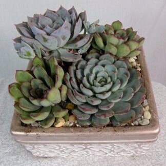 Succulent Garden