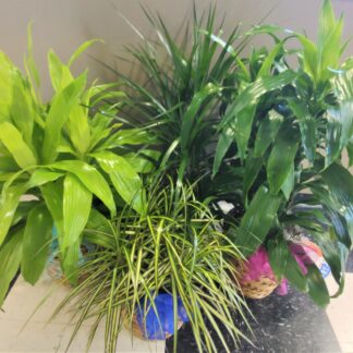 Designer's Choice Dracena Large