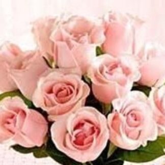 Dozen Pink Medium Stemmed Roses Wrapped