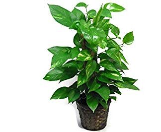 Small Pothos Pole Ivy Plant