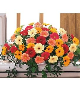 Gerber Daisy Casket Cover