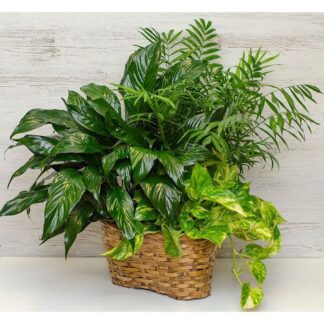 Three Small Designer's Choice Plants