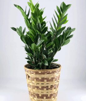 Medium ZZ Plant