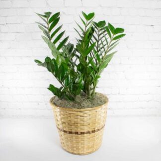 Large ZZ Plant