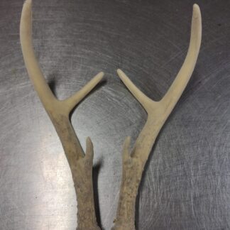 Faux Antlers