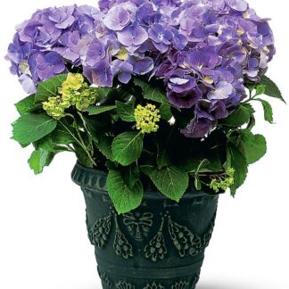 Blue Hydrangea