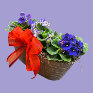 African Violets in Metal Container