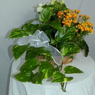 Blooming Plant Basket Small