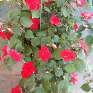 Blooming Hanging Basket Designer's Choice