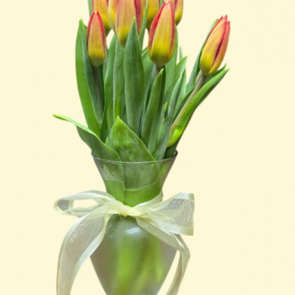 10 Tulips Prettiest One color