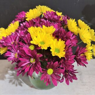 LSU Daisy Bowl