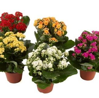 Kalanchoe plant