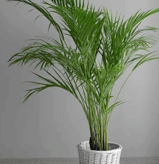 Large Palm Plant