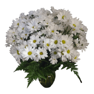 All the Daisies