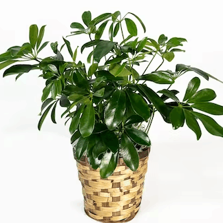 Small Schefflera Plant