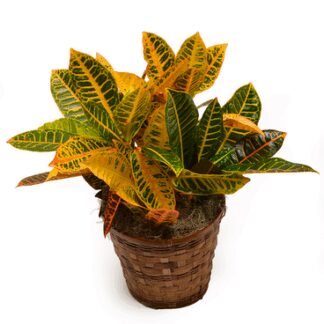 Small Croton Plant