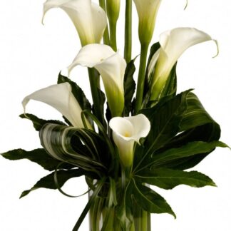 Callas in a Vase