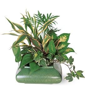 Small Dish Garden
